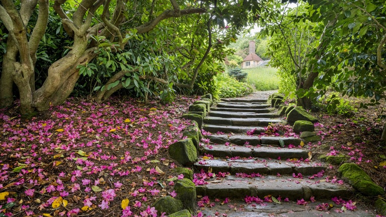 Footpath covered in pink blossom leading up to the house at Standen, West Sussex